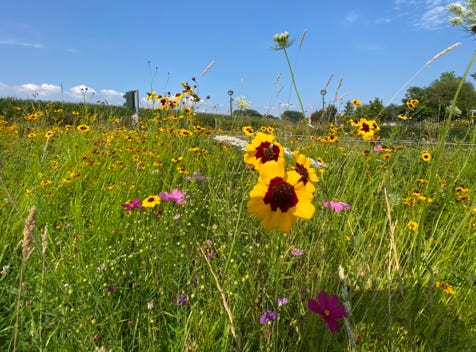 Blumen am Teich